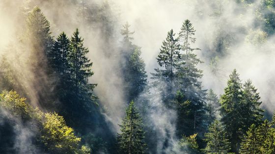 Après de fortes pluies, de beaux nuages et des nappes de brouillard traverse la Forêt Noire en Allemagne. ©Getty - Steffen Egly