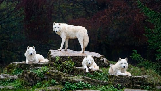 Loups ©Getty - Tambako the Jaguar