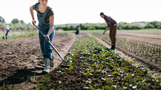 L’agriculture biologique en tant que résultat ©Getty - Hinterhaus Productions