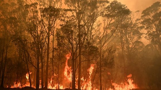 Un feu ravageant la forêt de Moruya en Australie le 4 janvier ©AFP - PETER PARKS