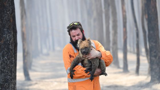 Un pompier australien sauve un koala sur Kangaroo Island ©Maxppp - DAVID MARIUZ