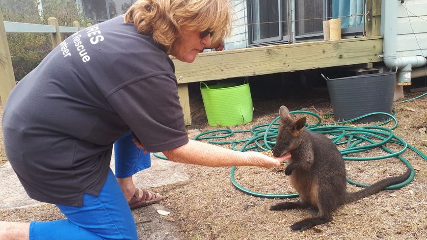 Des volontaires de l'association Wires recueillent des animaux blessés par les incendies pour les soigner. Ici, un kangourou, dans le parc national de Meringo (Nouvelle-Galles-du-Sud).