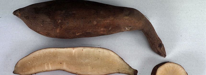 Une poire de terre
