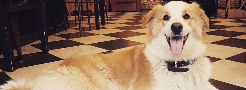 Un chien heureux au Waf