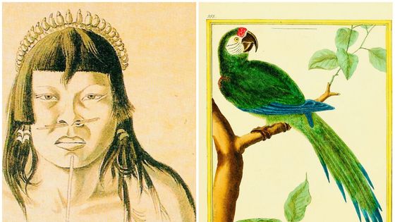 Amérindien Bororo, Brésil, par Hercules Florence (expédition Langsdorff) en Amazonie brésilienne, de 1825 à 1829/Perroquet Ara, Brésil, Planches enluminées d'histoire naturelle par G-L-L Buffon, E-L. Daubenton, L-J-M. Daubenton, F.-N. Martinet, - Wikicommons/collection of Cyrillo H. Florence