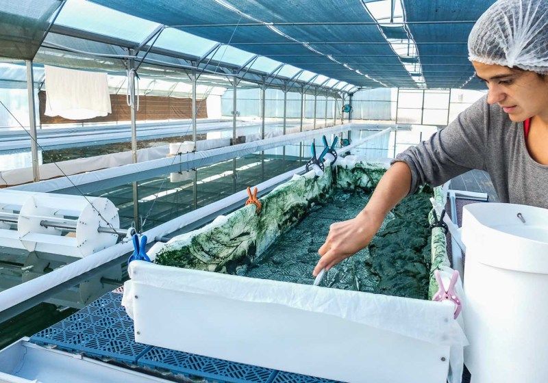 Travail dans la serre bi-tunnels à Lapeyrouse dans le Puy de Dôme