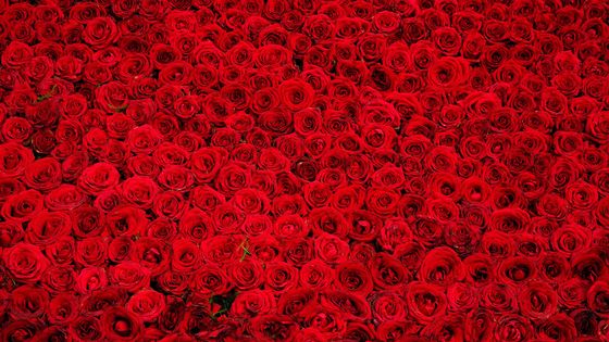 Des roses rouges ©Getty - Sorin Rechitan / EyeEm