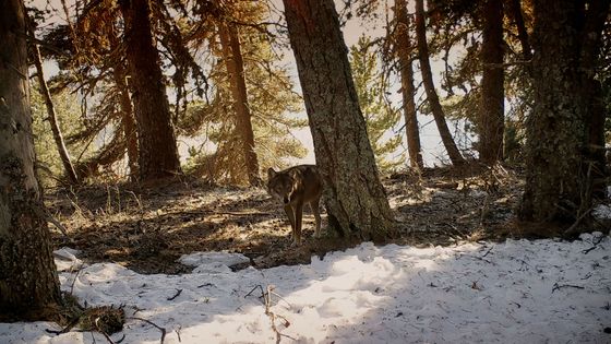 "Marche avec les loups" de Jean-Michel Bertrand