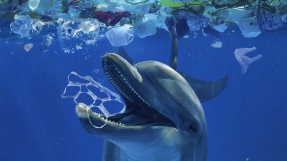 Y aura-t-il plus de plastique que de poissons en 2030 ? Après l'élimination des plastiques à usage unique, l'Union européenne veut s'attaquer au recyclage des plastiques ©AFP - PAULO DE OLIVEIRA / BIOSPHOTO