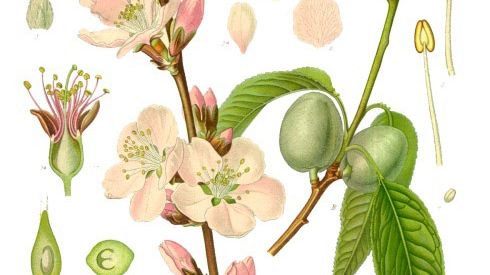 Illustration d'amandier "Prunus dulcis", extraite du livre "Les Plantes médicinales de Köhler" publié en 1884