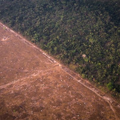 Forêt amazonienne dense à côté d'une zone déforestée, brûlée pour être utilisée comme champ