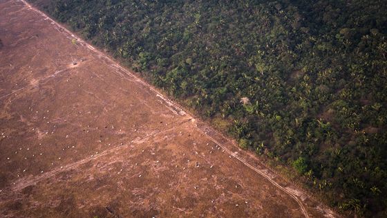 Forêt amazonienne dense à côté d'une zone déforestée, brûlée pour être utilisée comme champ ©Getty - © Bloomberg Creative