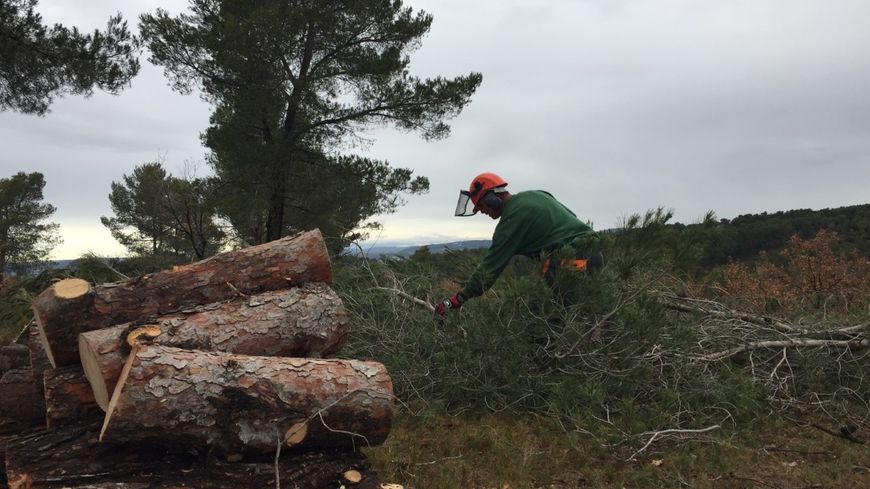 Les forestiers sapeurs de l'unité de Peynier en pleine de séance de tronçonnage. En coupant les arbres l'hiver ils luttent contre les incendies l'été.