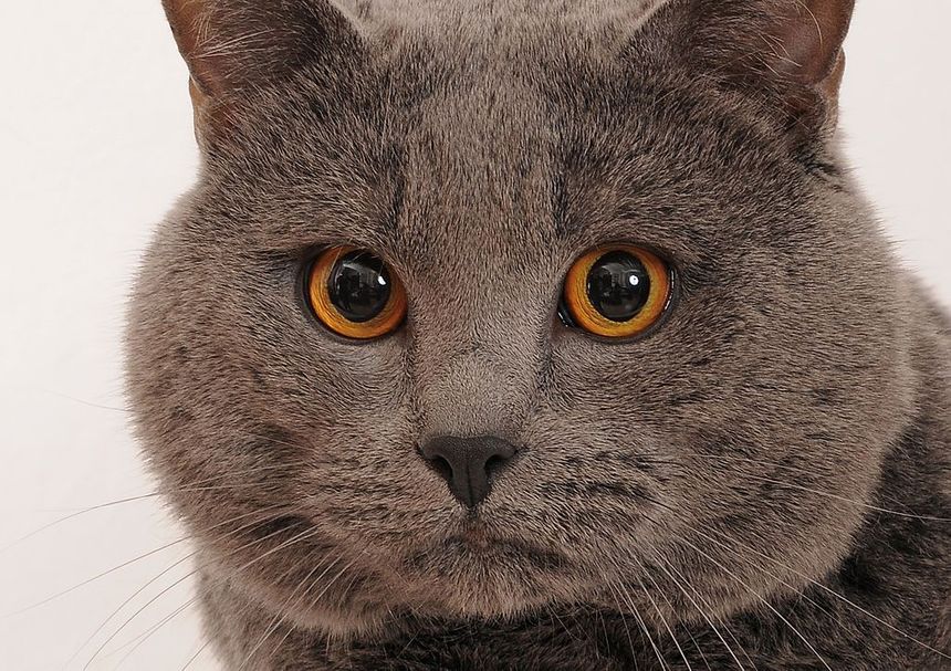 Les 10 Races De Chats Preferees Des Francais