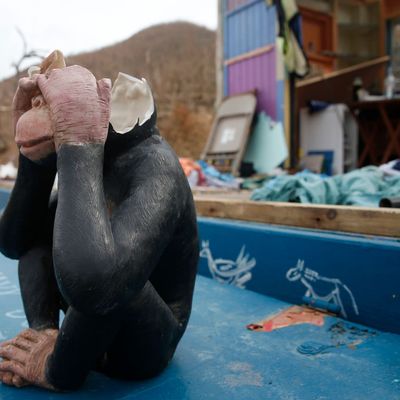 Statue de singe se cachant les yeux devant la catastrophe, après le passage de l'ouragan Irma