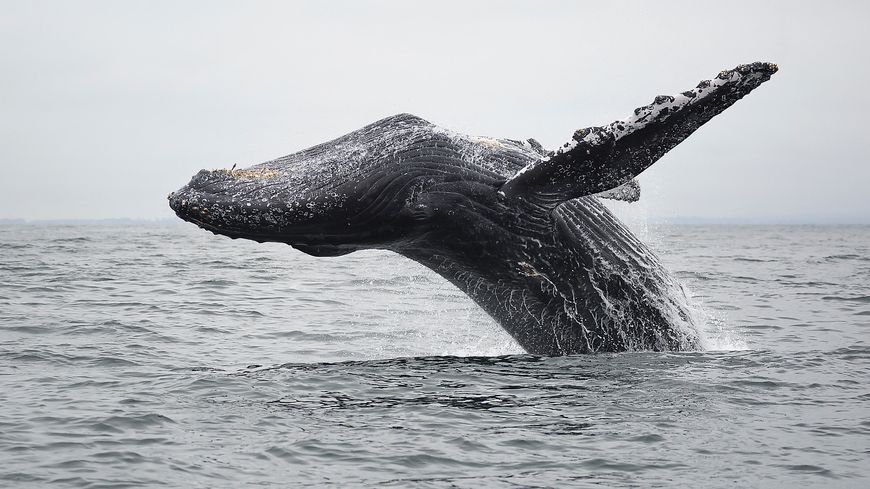 Une baleine à bosse saute hors de l'eau, en Californie.