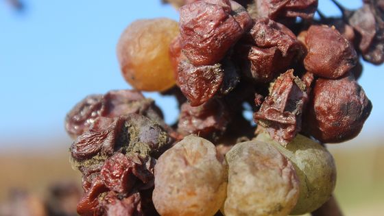 Raisin pourri ©Getty