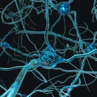 La neuroplasticité - ou plasticité neuronale - peut se définir comme l’ensemble des manifestations traduisant la capacité des neurones à se modifier et se remodeler tout au long de la vie.
