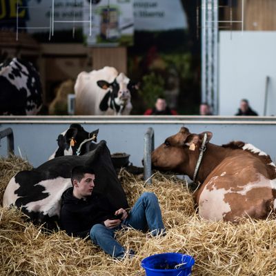 Un agriculteur assis parmi ses vaches lors de la mise en place, avant l'ouverture du 57e Salon International de l'Agriculture au parc des expositions de la Porte de Versailles, à Paris, le 21 février 2020.