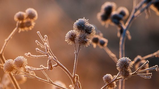 Fleurs de bardane, qui ont inspiré le Velcro ©Getty - Trudie Davidson