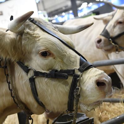 La 57ème édition du Salon de l'agriculture à Paris