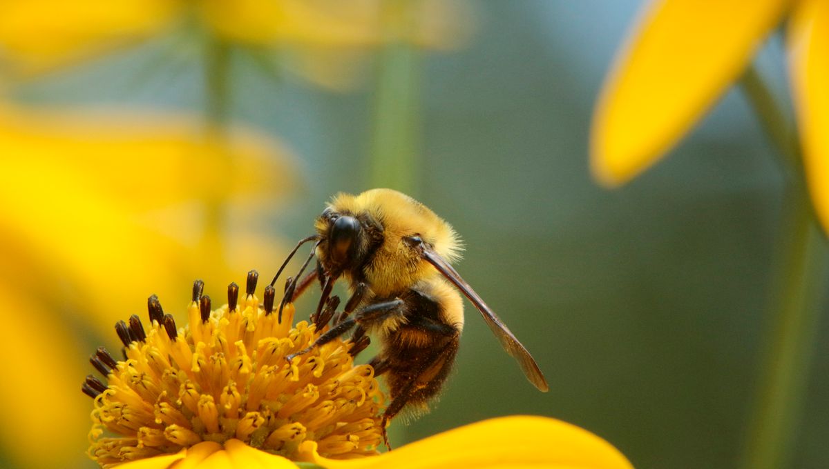 Abeilles Sauvages Sport En Musique Et Etudes Sur Le Vieillissement