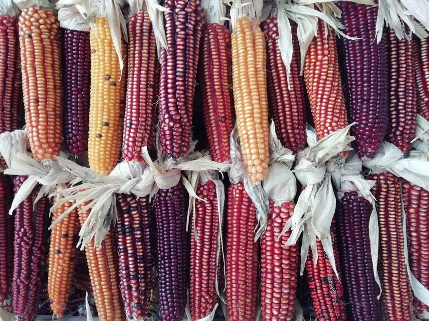Grand Roux Basque Corn, Arto Gortia, dà vari cereali di colori, il pallet che va da un arancio luminoso, a rosso scuro quasi viola'orangé vif, au rouge foncé presque violet
