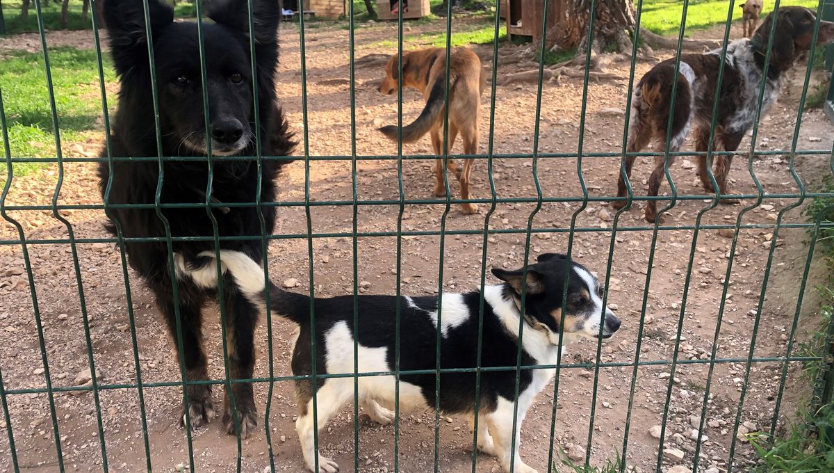 Les Chiens De La Spa D Aix En Provence Accueillent Les Visiteurs Tout Le Week End