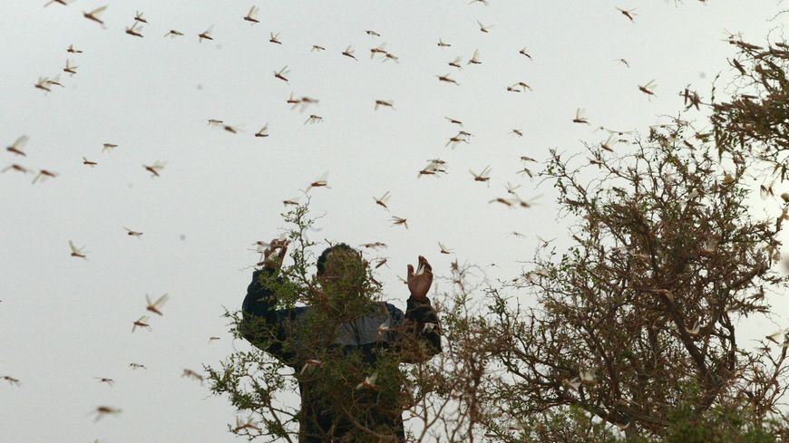 En juillet 2004, le Maghreb et plus particulièrement le Maroc avait fait face à une invasion de criquets pèlerins de grande ampleur.