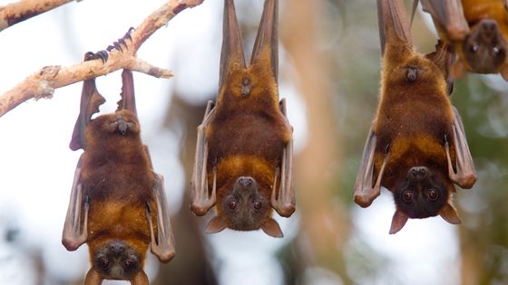 La majorité des chiroptères se dirigent grâce à l'écholocalisation (principe similaire à celui du sonar). ©Getty - Bob Stefko