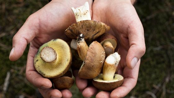 la chasse aux champignons, vieux réflexe de chasseur-cueilleur ? ©Getty - Aleksandra Piss