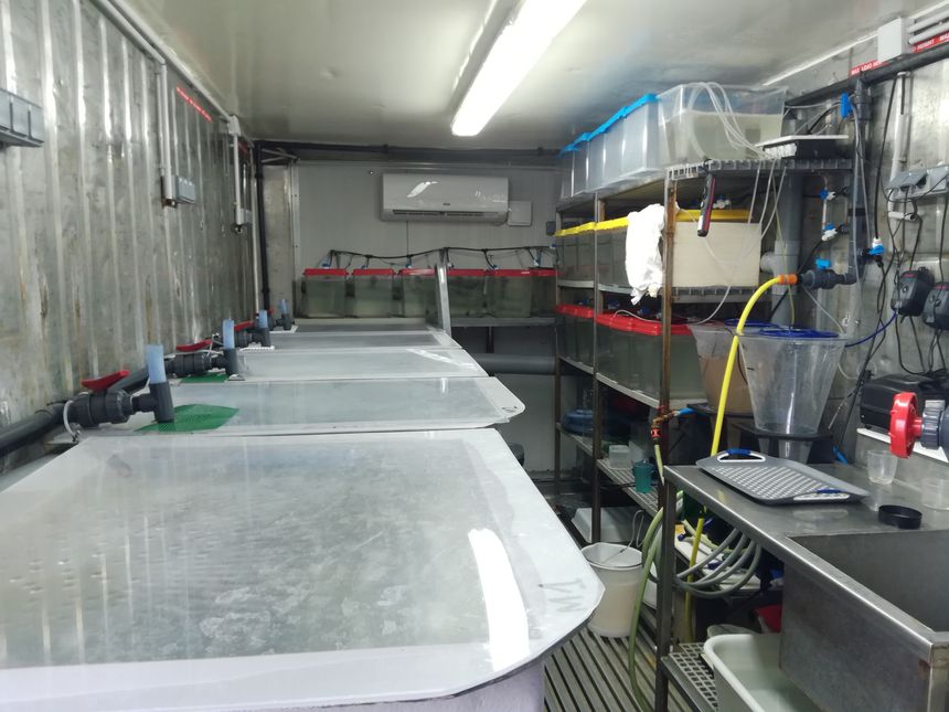 Dans cette ferme aquacole de la société Ecocéan à Marseille, 3 000 post-larves sont élevées et nourries pendant 6 mois avant d'être relâchées en mer. C'est le programme CasCioMar.