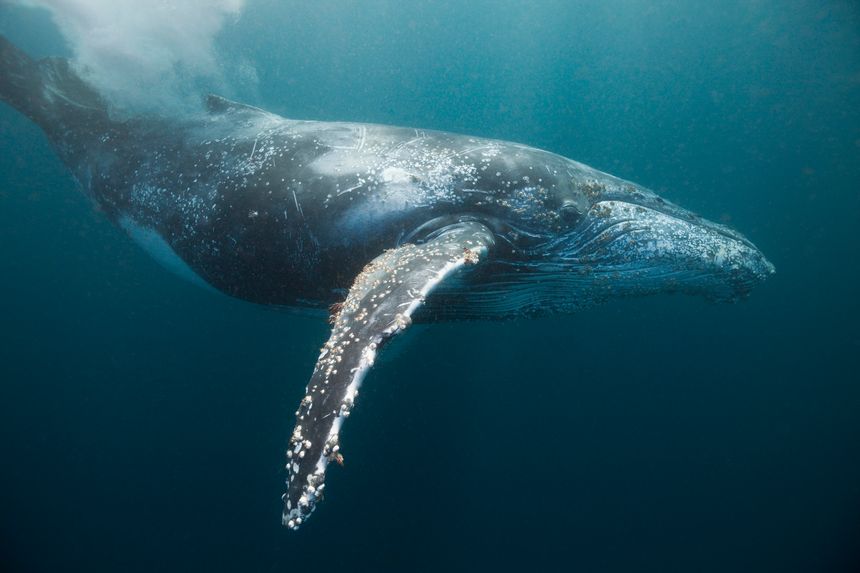 Une baleine à bosse.