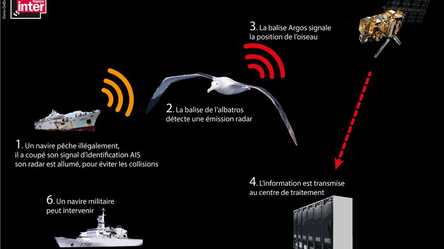 L'albatros, un renfort contre la pêche illégale