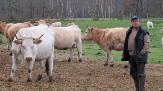 l'éleveur Xavier Chiché avec ses vaches à Reignac. ©Maxppp - Jérôme Jamet