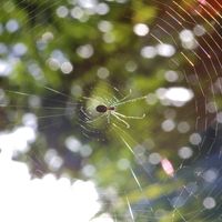 Les araignées et le réchauffement climatique