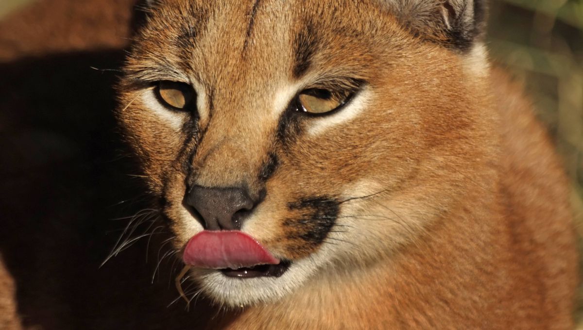 Un Caracal Capture A Pietrosella