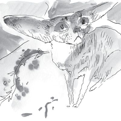 Illustration de Joann Sfar