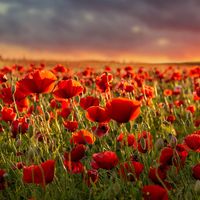 "Naturellement, la beauté surgit sous bien des formes" - James Ivory