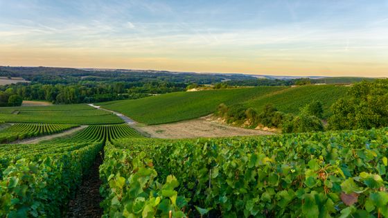 Montagne de Reims ©Getty - Pakin Songmor