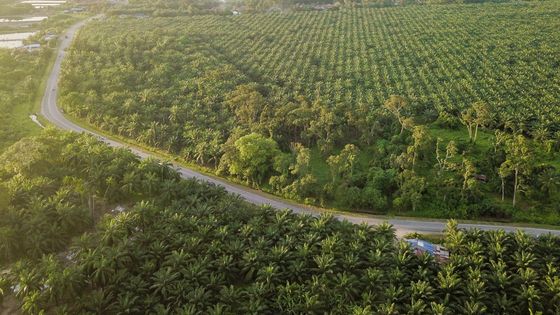 Plantation pour la production d'huile de palme ©Getty - simonlong