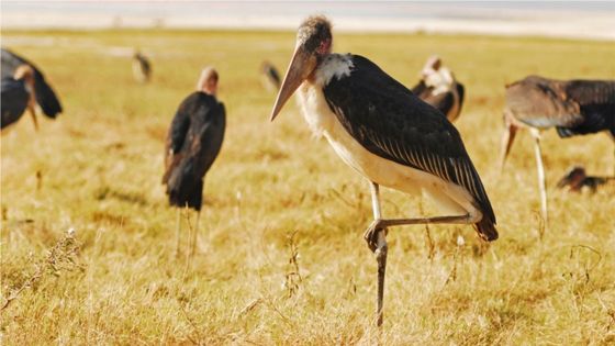 Marabou Stork (Leptoptilos crumeniferus), Lake Nakuru National Park, Kenya ©Getty - Anthony Asael/Art in All of Us