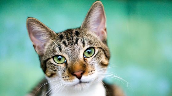 Dans la tête des chats ©Getty - Lysandra Cook
