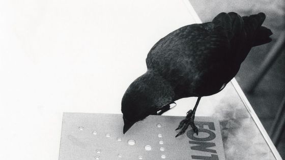 Jochen Lempert, Jack Daw Fontana I, exposé actuellement au Credac à Ivry - Jochen Lempert