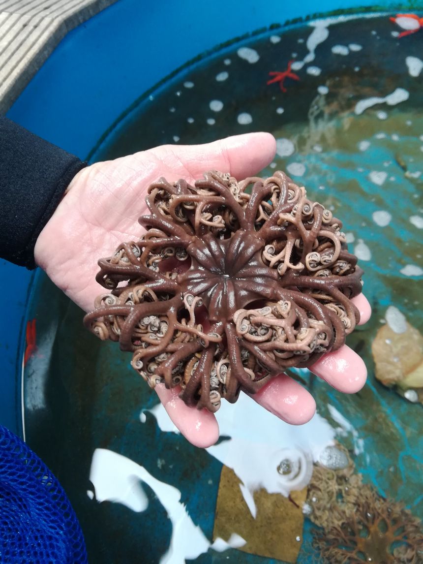 Céphale, plus connu sous le nom de cheveux de belle-mère pêché dans la baie de la Ciotat