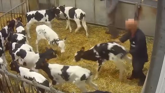 En octobre 2019, une vidéo de L214 montre la maltraitance des veaux de la filière laitière destinés à l'abattoir. - vidéo L214 / Capture d'écran