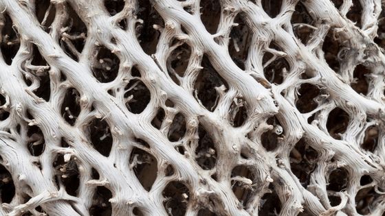 Cette plante, le Loebelia géant (Lobelia rhynchopetalum), pousse en Ethiopie. Sa structure a inspiré celle des fibres modernes ©Getty - Martin Zwick/REDA&CO/Universal Images Group