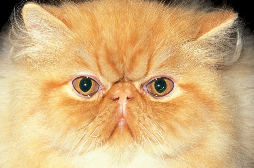 Les 10 Races De Chats Preferees Des Francais