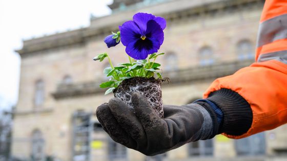 A Montpellier comme à Paris, des fleurs à la place des pavés ©Getty - picture alliance