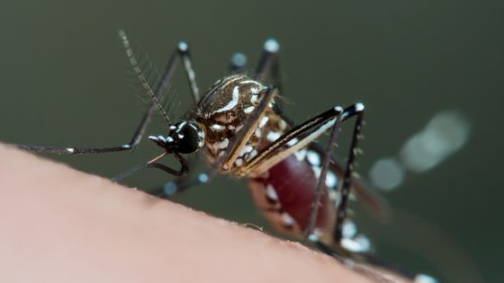 Comment émergent et ré-émergent les virus humains ? ©Getty - Joao Paulo Burini
